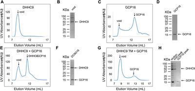 GCP16 stabilizes the DHHC9 subfamily of protein acyltransferases through a conserved C-terminal cysteine motif
